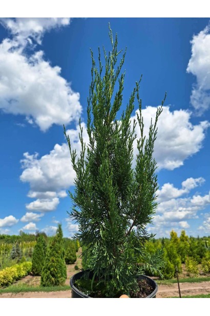 Ялівець китайський Спартан - 3л/вис.30-40см/Ø15-20см